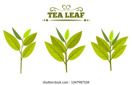 Set of green tea leaves isolated on a white background. Tea leaf with Flat color Vector illustration.