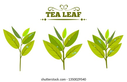 Set of green tea leaves isolated on a white background. Tea leaf with water drop or dew. Flat Vector illustration.
