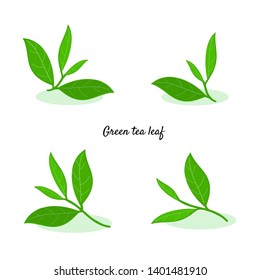 Set of green tea leaves isolated on  white background vector illustration.