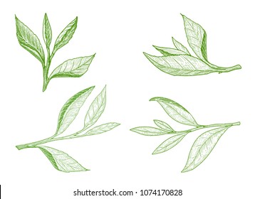 Set of green tea leaves sketch. A sprig of green tea leaf with the stem. Hand drawn vector isolated element collection for label design.