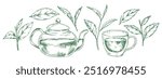 set of green tea leaves and teapot with cup of tea. illustration in sketch style