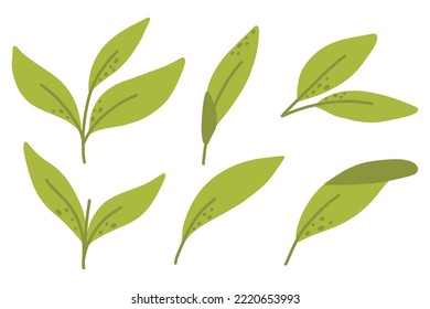 Set of green tea leaves. Vector illustration. Drawn style.