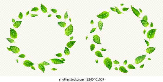 Set of green tea or mint leaves circle frames isolated on transparent background. Realistic vector illustration of round wreath with fresh foliage. Symbol of freshness, organic product, natural beauty