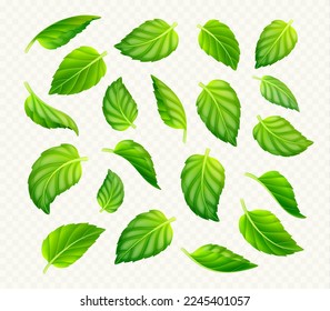 Set of green tea or mint leaves isolated on transparent background. Realistic vector illustration of fresh foliage. Symbol of freshness, organic product, natural beauty