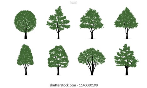 Set of green tree isolated on white background for landscape design and architectural compositions with backgrounds. Vector illustration.