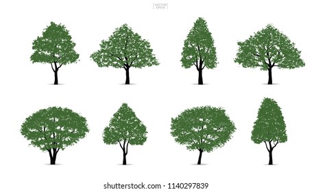 Set of green tree isolated on white background for landscape design and architectural compositions with backgrounds. Vector illustration.