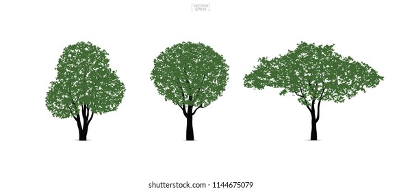 Set of green tree isolated on white background for landscape design and architectural compositions with backgrounds. Vector illustration.