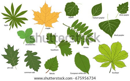 set green tree leaves their names stock vector royalty free