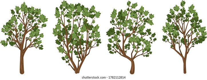 A set of green trees.