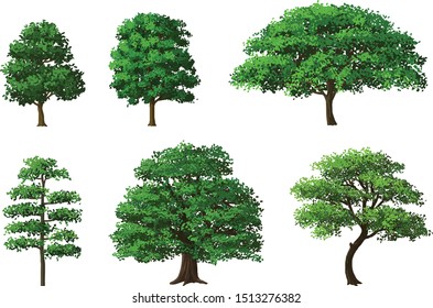 Set of green trees isolated on a white background. Vector image of various beautiful tree shapes for garden and outdoor