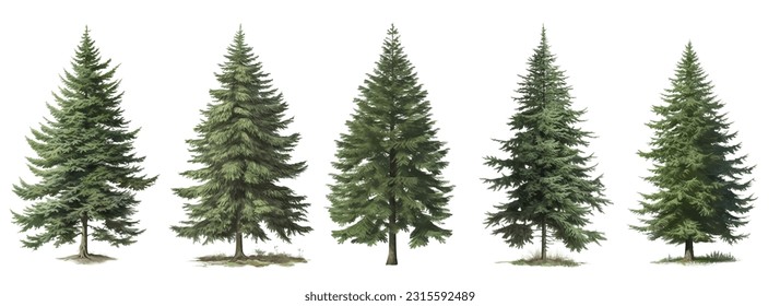 Set of green trees isolated on the white background, christmas trees vector