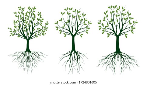 Set Green Trees with Leaves. Vector outline Illustration. Outline Tree, Plant in Garden.