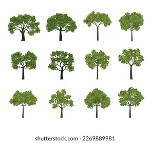 Conjunto de árboles verdes con hojas. Ilustración aislada por vectores. Planta en el jardín.