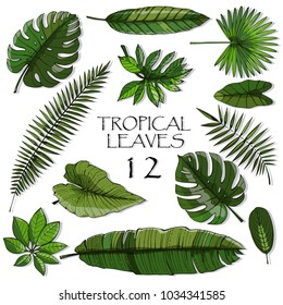 Set of green tropical leaf