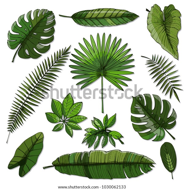 Set Green Tropical Leaf Stock Vector (Royalty Free) 1030062133