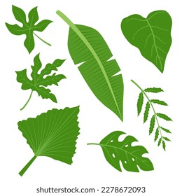 conjunto de hojas tropicales verdes. hoja fresca de banana, yuca, taro, palmas, monstera, papaya aislada en fondo blanco