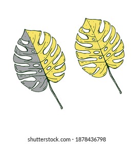 Set of green tropical leaves of monstera, tropical plants. Hand drawing. Monstera Deliciosa. Vector illustration. Color 2021 refreshing yellow 13-0647 and absolute gray 17-5104