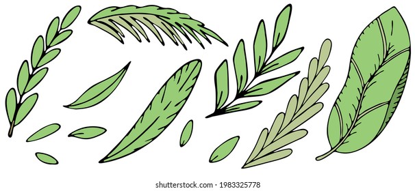 set of green tropical green leaves, vector set of colored doodle elements