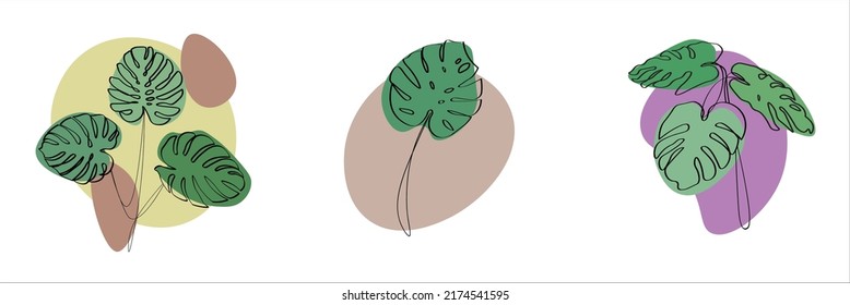 Set of green tropical monstera leaves on white background