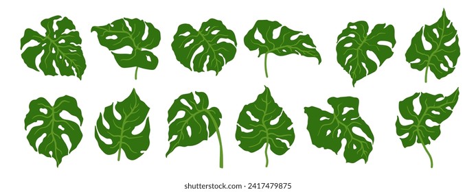 Set of green tropical monstera leaves.Vector graphics.