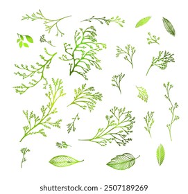 Set of green twigs. hand drawing. Not AI Vector illustration.