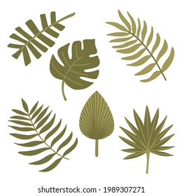 Set of green twigs and leaves of an exotic tropical plant. Hand drawn vector illustration. Isolated element on a white background. Branch and leaf.