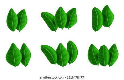 Set of green vector realistic leaves. Natural fresh objects on white background. Leaves with mesh gradients.