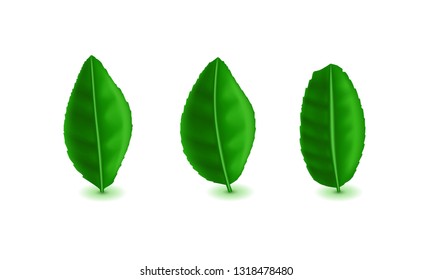 Set of green vector realistic leaves. Natural fresh objects on white background. Leaves with mesh gradients.