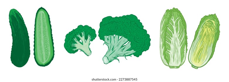 A set of green vegetables is a hand-drawn collection. Vector illustration of cucumber, broccoli, cabbage. Isolated on a white background.