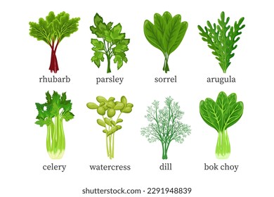Set of green vegetables, herbs. Celery, watercress, dill, parsley, bok choy, rhubarb, arugula, sorrel. Food illustration, vector