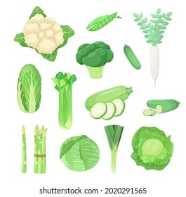 A set of green vegetables on a white background. Cabbage, cauliflower, broccoli, radish, asparagus, Peking cabbage, zucchini, cucumber, celery. Cartoon design.