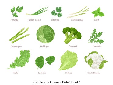 Set of green vegetables, salad leaves and herbs isolated on white. Parsley, Green onion, Cilantro, Lemongrass, Basil, Asparagus, Cabbage, Broccoli, Arugula, Kale, Spinach, Lettuce and Cauliflower.