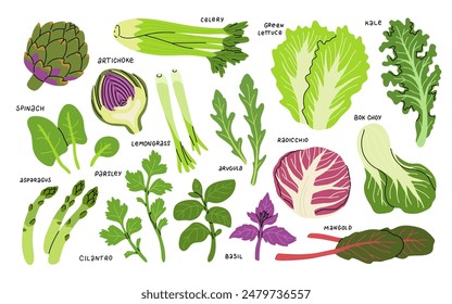 Set of green vegetables, salad leaves and herbs isolated on white. Parsley, Green lettuce, Cilantro, Lemongrass, Basil, Asparagus, Bok choy, Arugula, Kale, Spinach, Radicchio and artichoke.