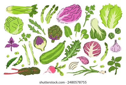 Set of green vegetables, salad leaves and herbs isolated on white. Parsley, Green lettuce, cabbage, Cilantro, Lemongrass, Basil, Asparagus, Bok choy, Arugula, Kale, Spinach, Radicchio and artichoke.