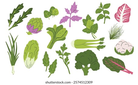 Set of green vegetables, salad leaves and herbs isolated on white. Parsley, Green lettuce, Cilantro, Celer, Lemongrass, Basil, Dill, Kale, Spinach, Radicchio and artichoke