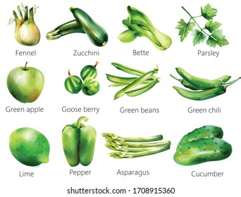 Set of green vegetables in watercolor style. Fennel, zucchini, bette, parsley, apple, goose berry, beans, chili, lime, pepper, asparagus, cucumber. Vector