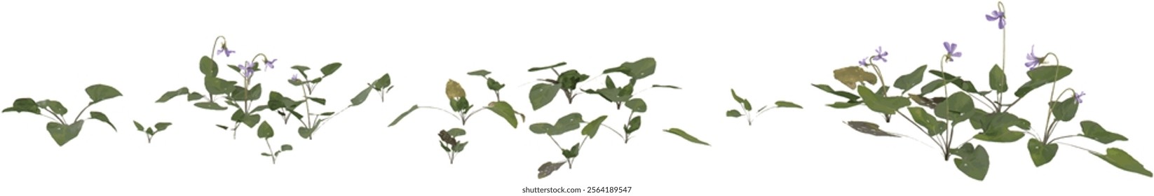 set of Green Viola plant on transparent background