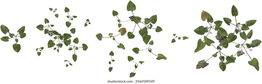 set of Green Viola plant on transparent background from the top view