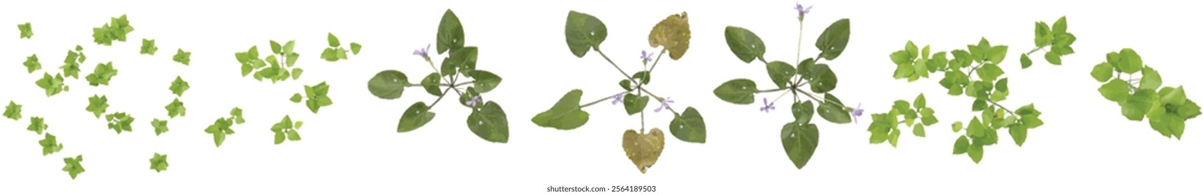 set of Green Viola,Stellaria plant on transparent background from the top view