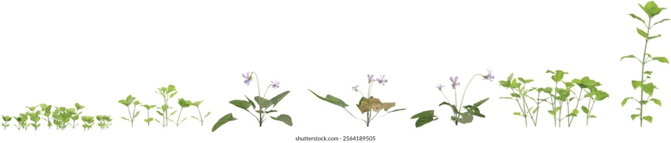 set of Green Viola,Stellaria plant on transparent background