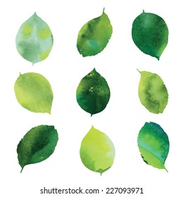 Set of green watercolor leaves