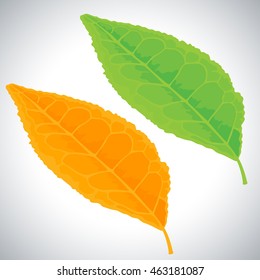 Set of green and yellow leaves.Vector illustration in realistic style isolated from the background