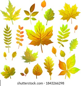 set of green, yellow, orange, red autumn leaves from different trees. oak, maple leaves, poplar, chestnut, ash, mountain ash, acacia, viburnum, many leaves