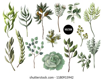 Set of greenery leaves herb and succulent in watercolor style. Eucalyptus, magnolia, fern and other  vector illustration.