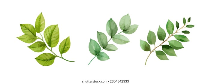 Set of greenery leaves watercolor. Green leaf branch botanical isolated on white background. Vector illustration