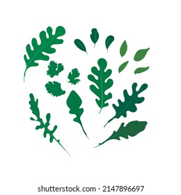 Set of greens, lettuce, arugula. Elements, food ingredients.