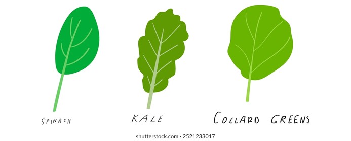 Set of greens. Spinach, Kale, Collard greens. Hand drawn design. Illustration on white background.