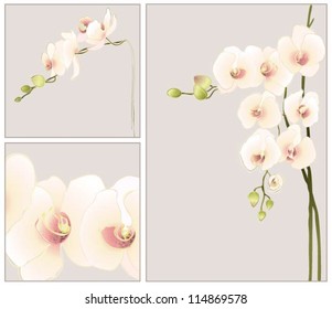 Set of greeting cards with  orchid.