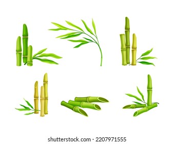 Set of gresh bamboo sticks and green leaves. Sections of branches cartoon vector illustration