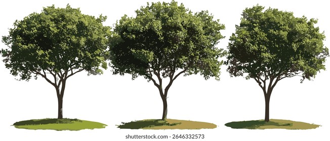Set of Grevillea Baileyana White Oak large tree frontal isolated street tree cutout, perfect urban landscaping, garden design, tropical flora, vector illustration.